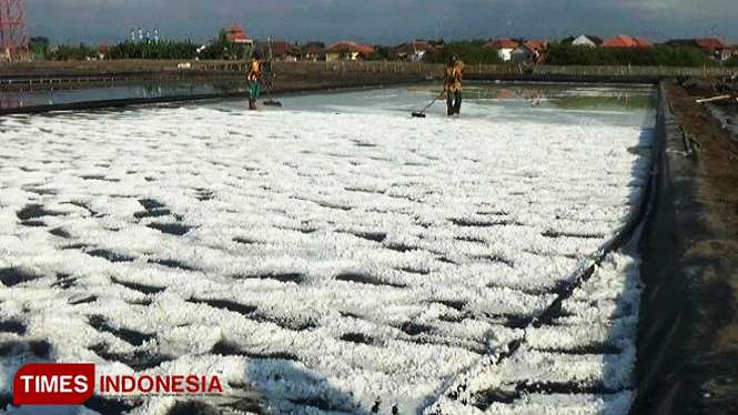 Petani garam di Desa Kalibuntu, Kecamatan Kraksaan, Kabupaten Probolinggo, Jawa Timur, saat memanen garamnya beberapa bulan lalu. (FOTO: Dicko W/TIMES Indonesia)