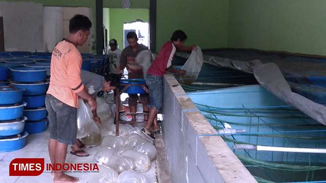 Para pekerja di kios benih ikan Mudah Jaya Lamongan, memindahkan benih ikan yang baru datang ke dalam bak penampungan, Kamis (2/1/2020). (FOTO: MFA Rohmatillah/ TIMES Indonesia)