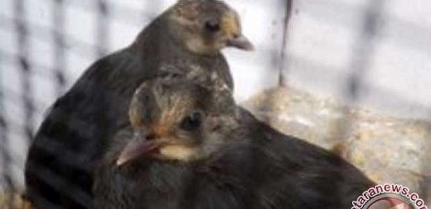 17 Burung Maleo Dilepasliarkan di Suaka Margasatwa Bakiriang