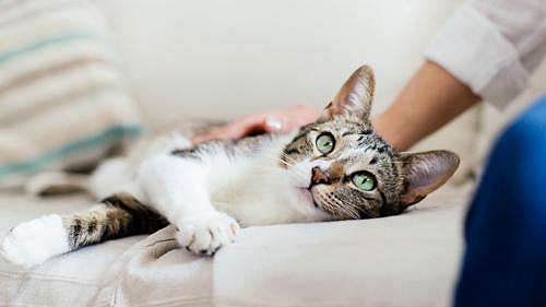 3 Tips Cegah Kucing Peliharaan Terinfeksi Covid-19