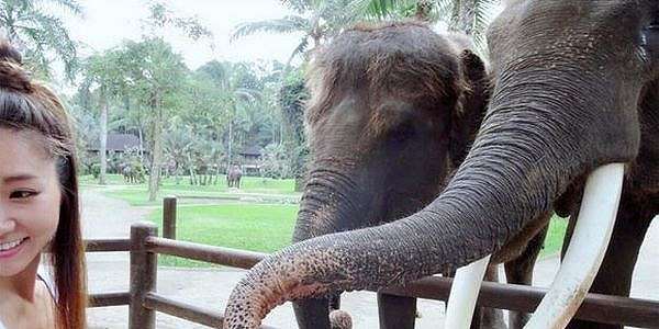 Ternyata Taman Gajah Terbaik Dunia Ada di Indonesia, Lho!